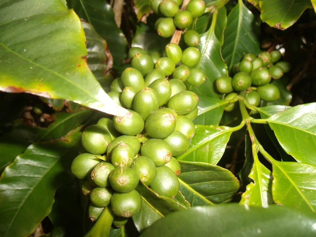 Tropical Fruit Garden Hotel เวลาส ภายนอก รูปภาพ