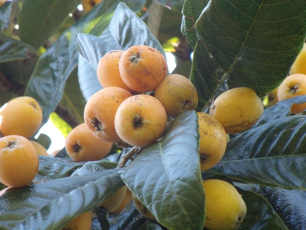 Tropical Fruit Garden Hotel เวลาส ภายนอก รูปภาพ